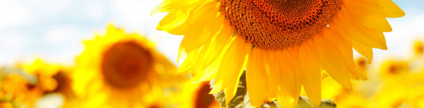 istock Sunflowers close-up 1151856374