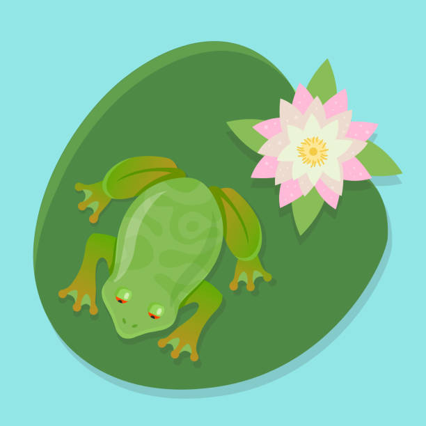 ilustraciones, imágenes clip art, dibujos animados e iconos de stock de rana viva se sienta en un lirio de agua en un estanque. - frog lily pond water