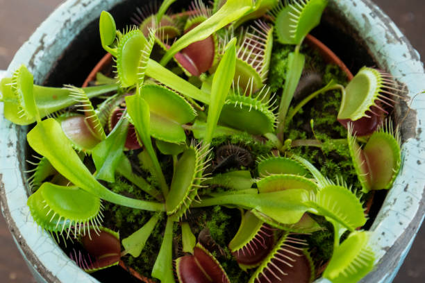 istock The Venus flytrap from South America is a carnivorous plant 1151857259