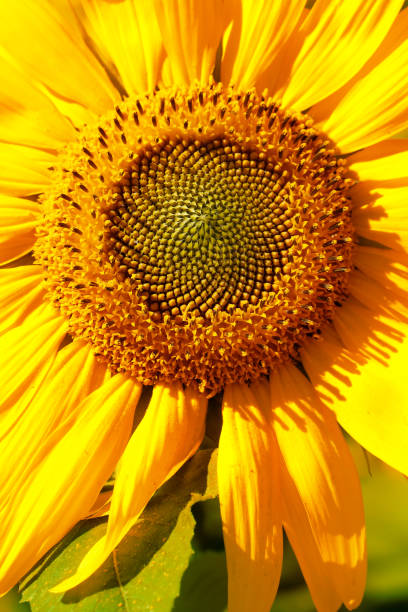 istock Sunflower close-up 1151857303