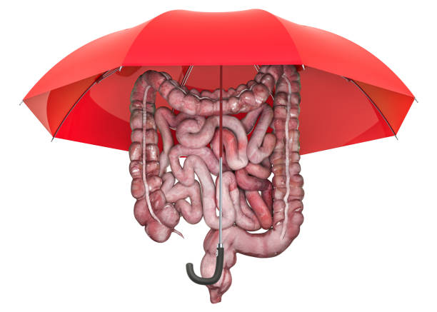 Human intestines under umbrella, protection concept. 3D rendering isolated on white background