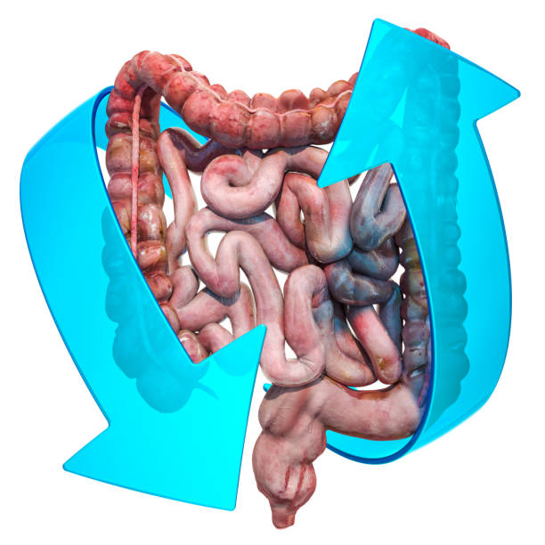 istock Human bowel with arrows. Treatment and recovery concept.3D rendering isolated on white background 1151858713