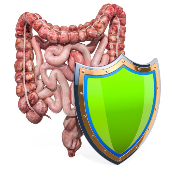 istock Human intestines with shield, bowel protection from diseases concept. 3D rendering isolated on white background 1151858723
