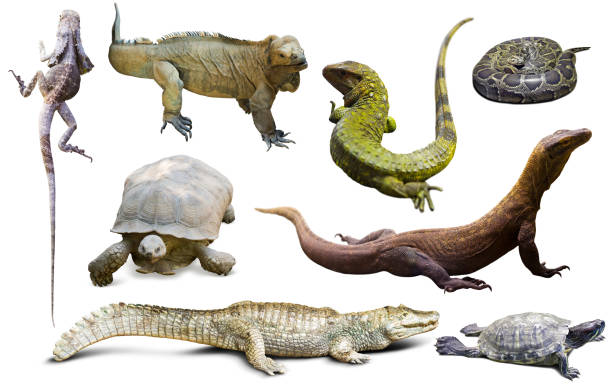 istock set of reptiles isolated 1151858906