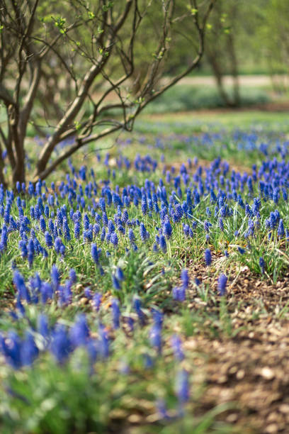 istock Grape hyacinth blue field in a city park during Spring sunny day 1151858950