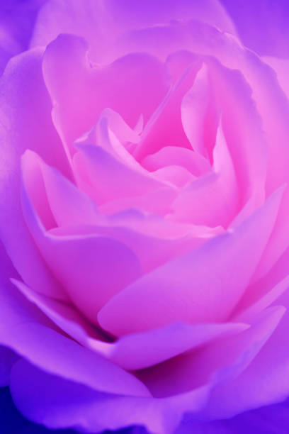 Pink Geranium flower macro
