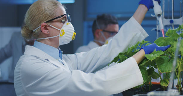 istock Scientist experimenting with a green plant 1151860660