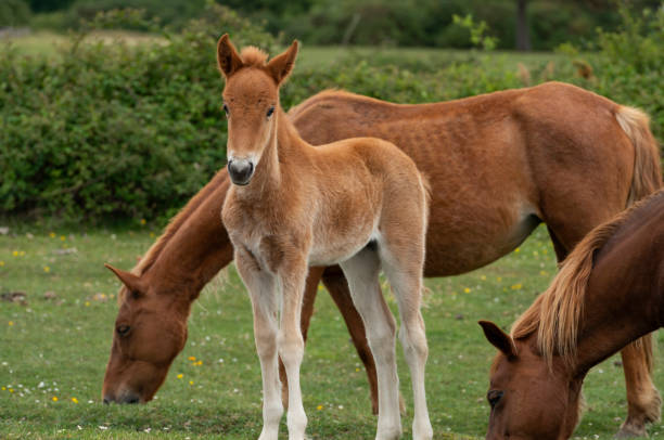 istock Young Foal with Mare New Forest Ponies 1151860854
