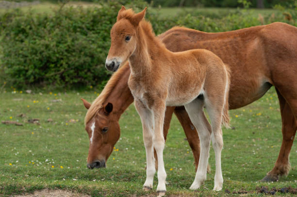 istock Young Foal with Mare New Forest Ponies 1151860929