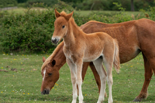 istock Young Foal with Mare New Forest Ponies 1151861022