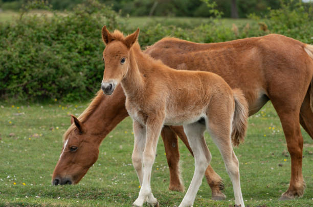 istock Young Foal with Mare New Forest Ponies 1151861023