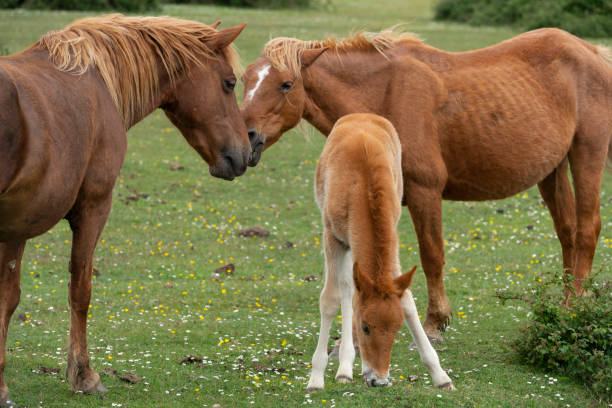 istock Young Foal with Mare New Forest Ponies 1151861637