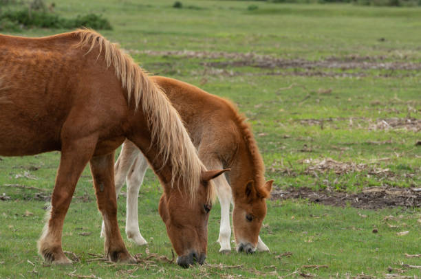 istock Young Foal with Mare New Forest Ponies 1151861900