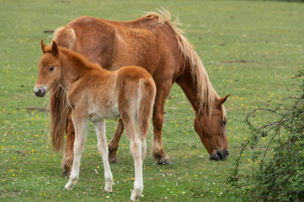 istock Young Foal with Mare New Forest Ponies 1151861901