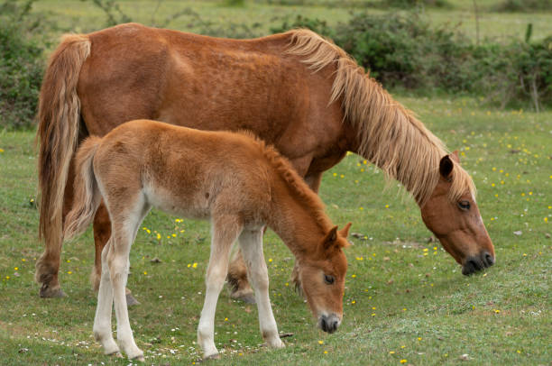istock Young Foal with Mare New Forest Ponies 1151861924