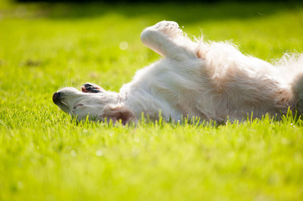 istock Golden retriever dog enjoying spring 1151862108