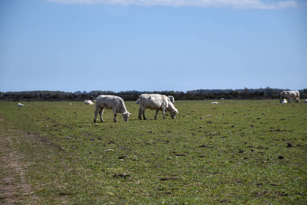 istock Grazing white cattle in a green field 1151862153