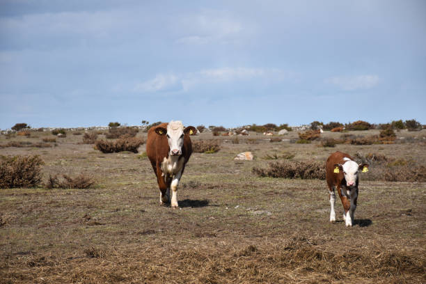 istock Brown cow and calf on the go 1151862416
