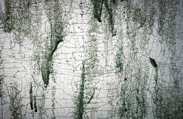 Painted white cracked wall with mold. The texture of old wall. The surface flakes off over time. Painted white cracked wall with mold. The texture of old wall. The surface flakes off over time. photoshop texture stock pictures, royalty-free photos & images
