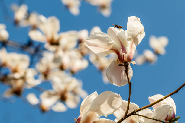 beautiful magnolia flowers with water droplets close up