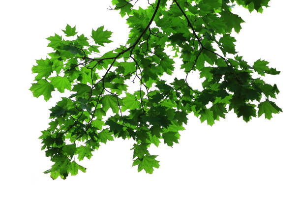 istock Green leaves and branch isolated on white 1151863253