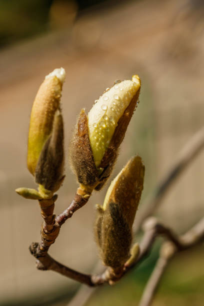istock beautiful magnolia flowers with water droplets 1151863622