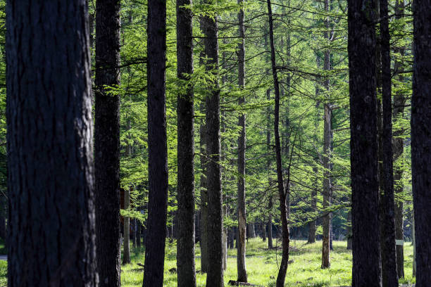 istock japanese larch forest in spring 1151864466
