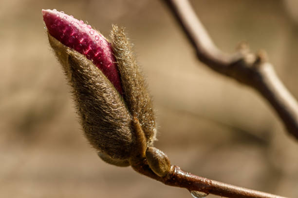 istock beautiful magnolia flowers with water droplets 1151864771