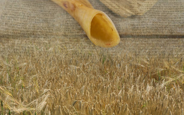 Symbols of jewish holiday Shavuot shofar and wheat field meadow. Shofar and wheat field meadow symbols of jewish holiday Shavuot simchat torah photos stock pictures, royalty-free photos & images