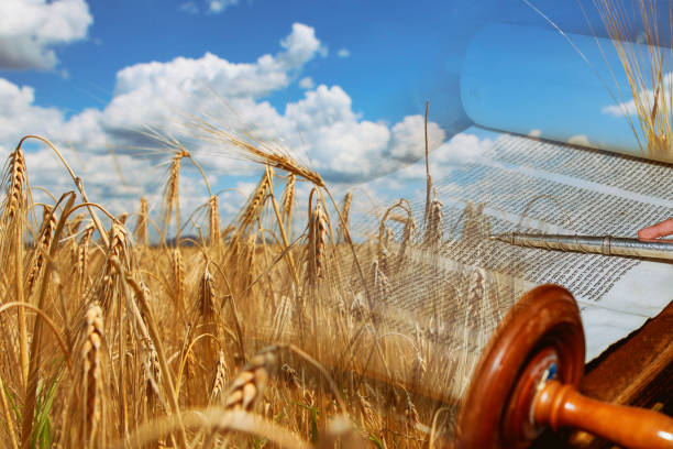 Symbols of jewish holiday Shavuot Torah and wheat field Symbols of jewish holiday Shavuot Torah and wheat field meadow. simchat torah photos stock pictures, royalty-free photos & images