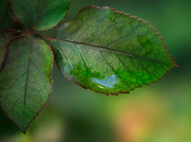 plantas verdes no jardim da mola - 2552 - fotografias e filmes do acervo