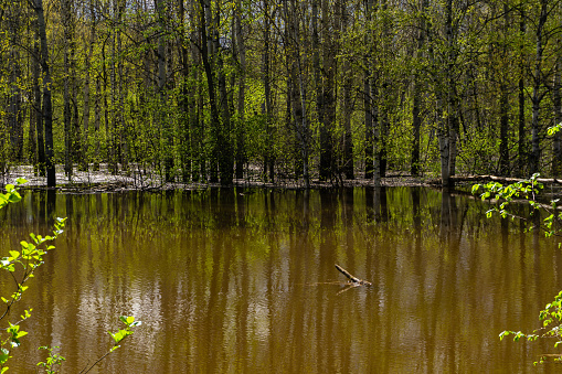 landscape - spring forest flooded during high water