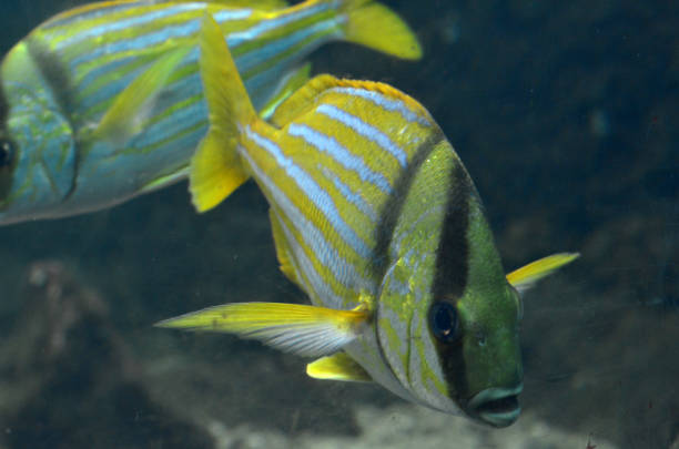 Aquarium yellow fish. Scientific name: Sarpa salpa Aquarium yellow fish. Scientific name: Sarpa salpa salpa stock pictures, royalty-free photos & images