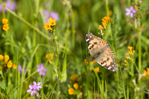Painted Lady Butterfly on a Flower