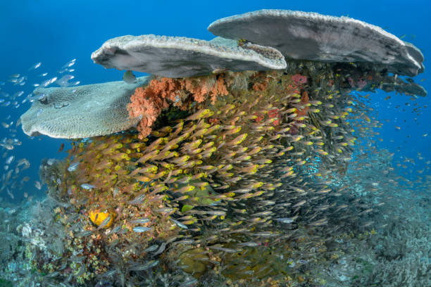 balayeuses dorées sous le corail - archipel raja ampat photos et images de collection