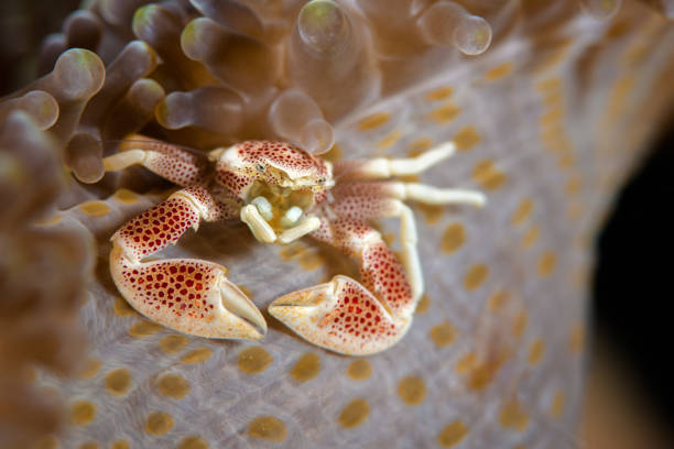 porzellankrabbe auf anemone - decapod stock-fotos und bilder