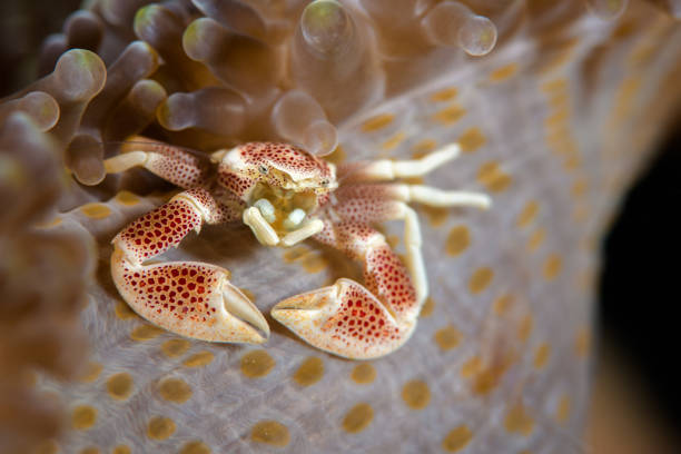 Porcelain Crab on Anemone A spotted porcelain crab poses on its anemone host in Raja Ampat, Indonensia. decapoda stock pictures, royalty-free photos & images