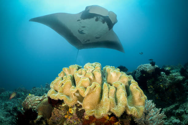 istock Manta Ray and Coral 1151869847