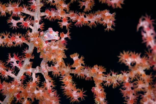 istock Pygmy Seahorse on Sea Fan 1151869864
