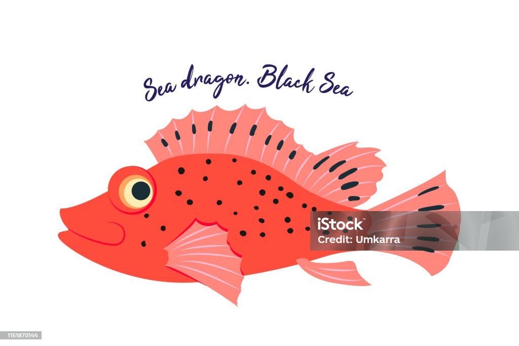 Sea dragon. Card with explanation. Dangerous fish of seas and oceans. Vector Black Sea stock vector