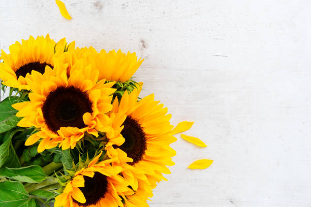 istock Sunflowers on white 1151870179