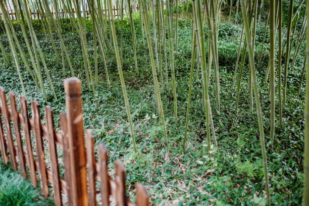 istock bamboo forest natural green background 1151870937