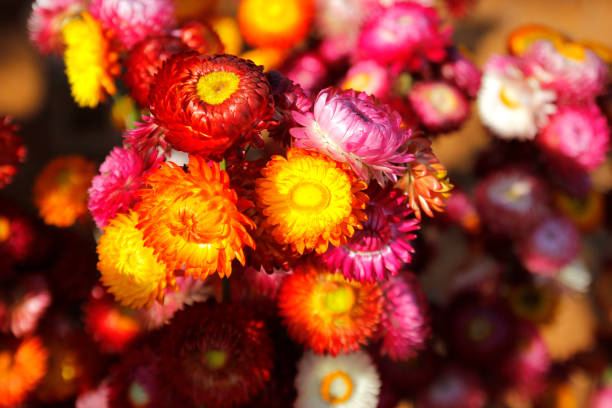 istock straw flower or everlasting helichrysum bracteatum 1151873033