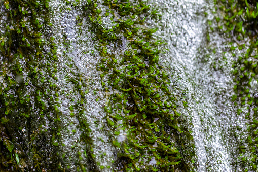 Freshness green moss and water flowing down