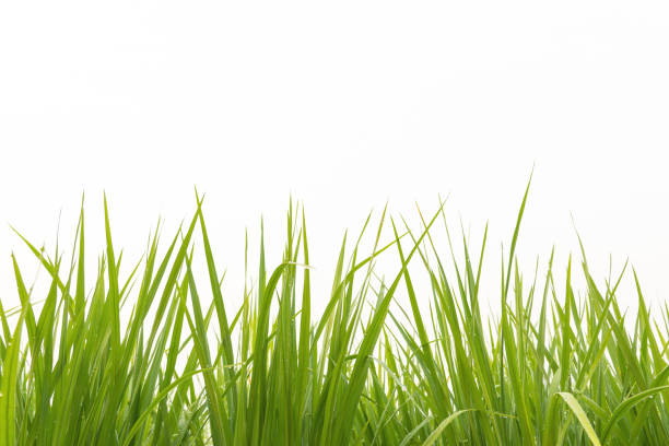 istock Young rice growing in the paddy field on white background 1151875538