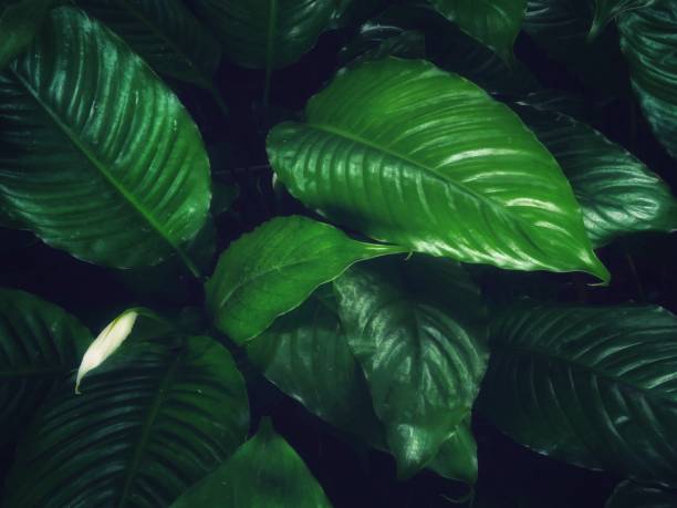 istock Tropical green leaves background. 1151878189