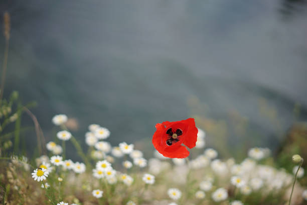 blossoming yellow daisies and red poppies
