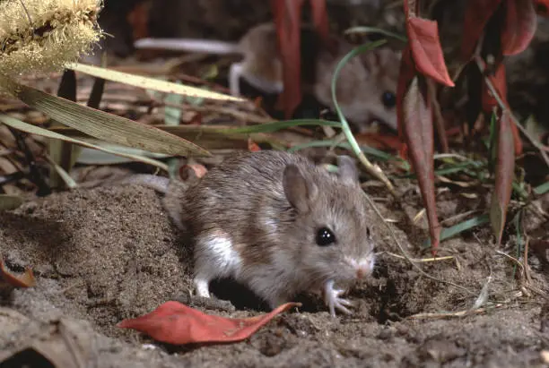 Photo of Northern Grasshopper Mouse (Onychomys Leucogaster)