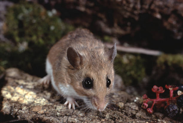 白い足のマウス (peromyscus leucopus) - footed ストックフォトと画像