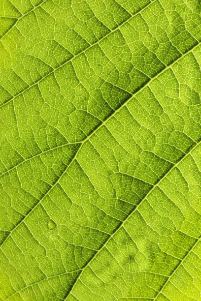 istock Close up of structure green leaves texture background 1151879301